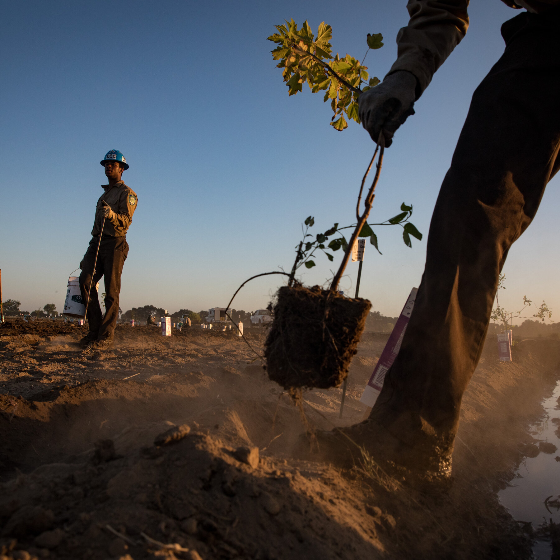 Forested Land and Tree Plantation